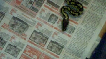 FEEDING LEMON PASTEL BALL PYTHON