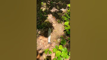 Cá Lớn - câu Cá Trắm dễ dàng bằng Ngô 🤩 #khacthuyvlogg