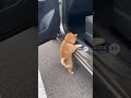 ドライブに行きたい豆柴 / Mameshiba Wants to Go for a Drive【ASMR】