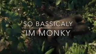So Basically I’m Monkey
