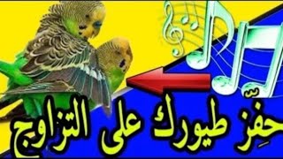 نصف ساعة كاملة لتحفيز البادجي budgerigars 2024  Budgie Sounds & budgie sounds loud lovebird sounds