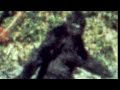 Florida bigfoot