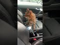 Driving with Genghis