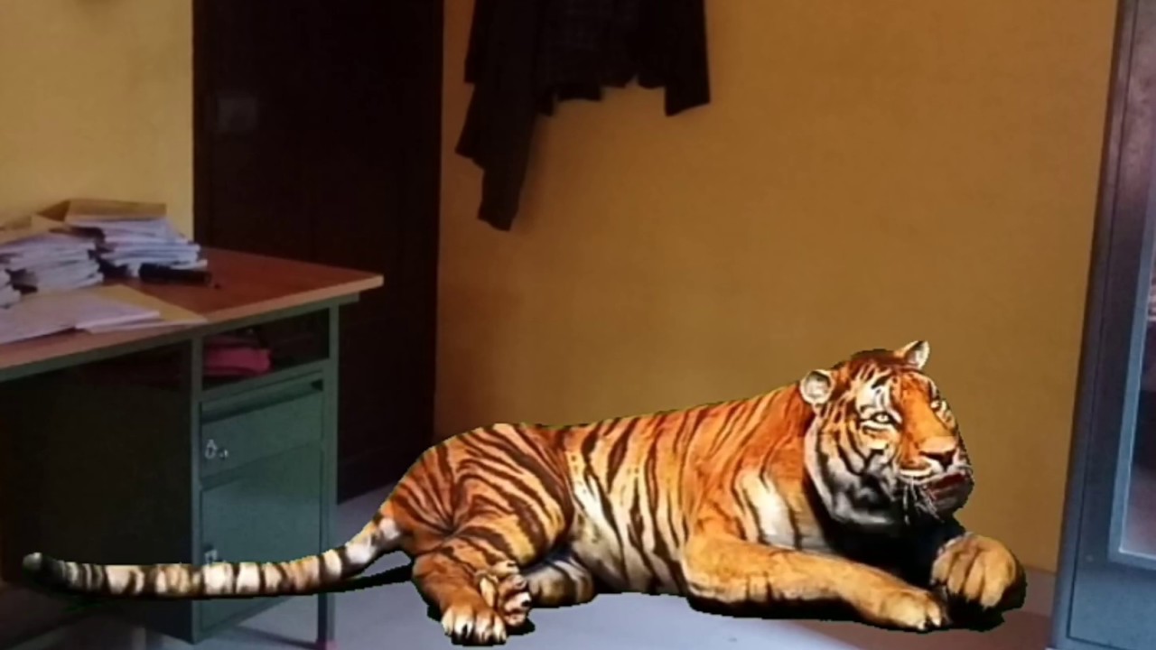 A tiger in my house YouTube