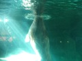 Walrus sucks own dick
