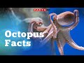 Crazy True Octopus Facts About The Eight-Legged Sea Creature