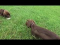 Sussex Spaniels Hunting Quail の動画、YouTube動画。