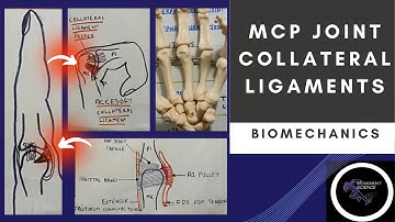 MCP JOINT - COLLATERAL LIGAMENTS ( HAND  COMPLEX BIOMECHANICS)Physiotherapy