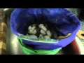 How Much Cannabis Resin Do You Get From 28 Grams