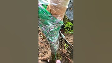 Phôi cây Thanh Mai rừng khủng