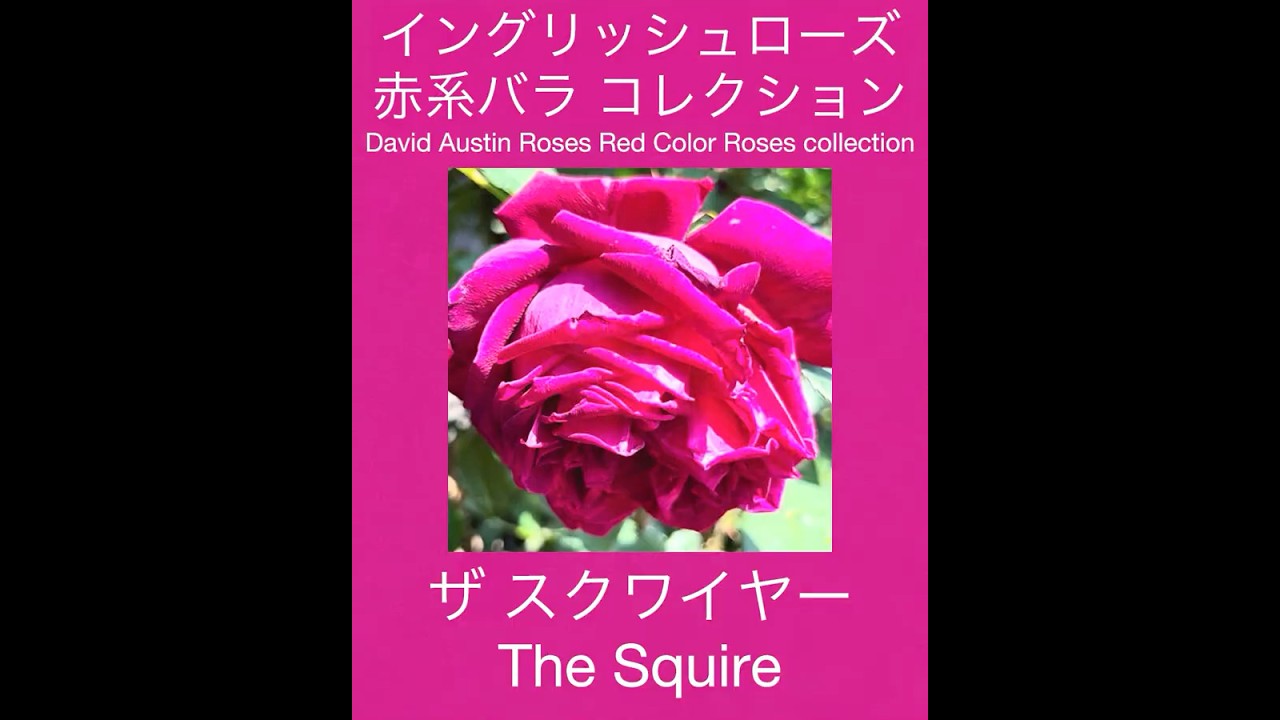 English Rose Red Rose Collection] The Squire - YouTube
