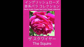 English Rose Red Rose Collection] The Squire - YouTube
