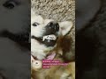 #goldenretreiver #dog #shortvideo