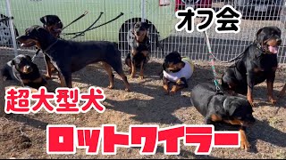 最強で狂犬とも言われる大型犬ロットワイラーが集まるとこうなります