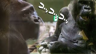 Rola gets mad at a visitor like human, raising her fist⎜Solitary Gorillas⎜CHIBA ZOO⎜千葉市動物公園ゴリラ⎜S2E20