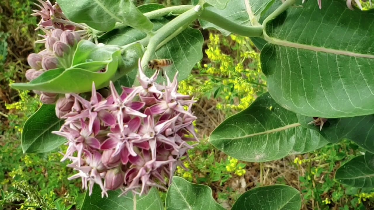 Space Dreamer (Synthwave Music)