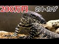 ２００万円のオオトカゲにマウスを与えまくる！ Lacemonitor eat mouse