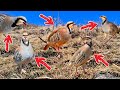 Traditional Survival Bird Trap in Action #MauntainChukarHunting