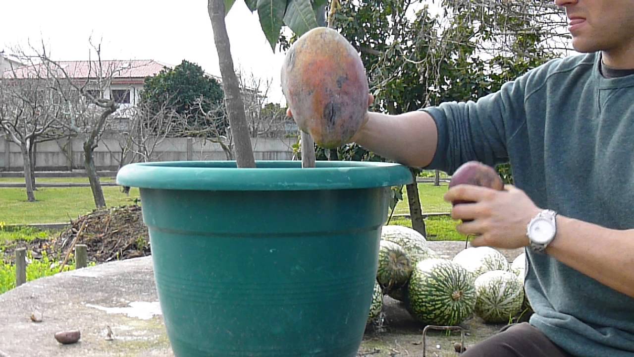 Portugal Janeiro de 2016 MANGA 1849 gramas