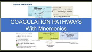 Coagulation Pathway || Made Super-Easy