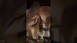 Cattle mandi northern bypass Cow mandi Karachi #northernbypass #karachicattlemandi #cow #cableway