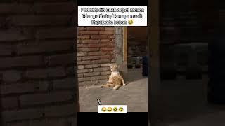 kamu kenapa yen sini cerita #cat #kucinglucu #funny #video #fyp #viral