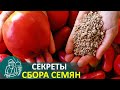 Выращивание рассады 🌿 Как собрать семена помидор по технологии Гордеевых