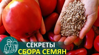 🍅 Как собрать семена помидор 🌿 Массовое выращивание рассады по технологии Гордеевых