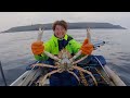 Fishing around the lighthouse  a giant deep water spider crab