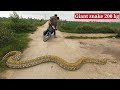 While driving on the road, suddenly a giant snake threatened to run away |cobra hunter