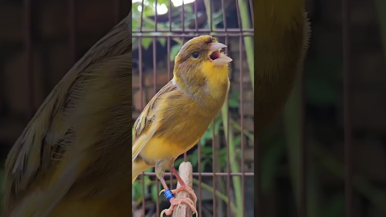 bird sounds | canary singing 