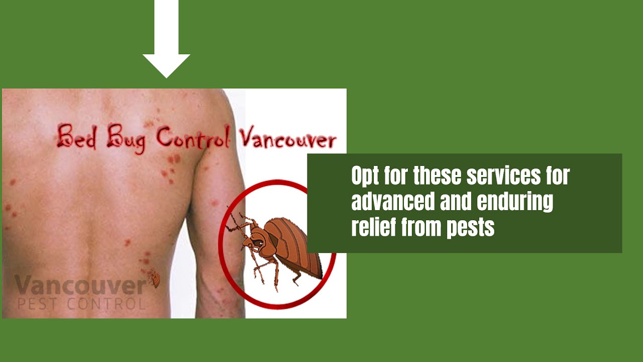 Pest control services in Vancouver – How this can help