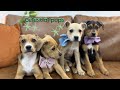 Meet The Celestial Pups The Sweetest Little Stars Looking For Forever Homes