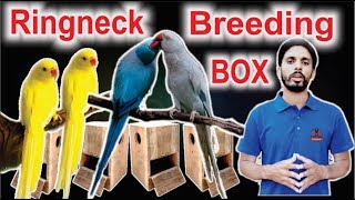 Ring Neck Ka Breeding Season aur Breeding Box | Ringneck Breeding Tips Urdu/Hindi screenshot 3