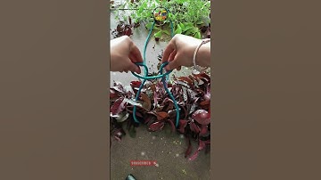 How to make vegetable bundle git #shorts #knot #git #bundle @DoiT_03