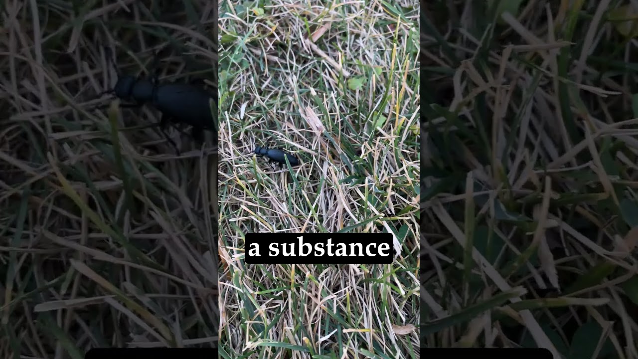 DON'T TOUCH THIS CREEPY BEETLE!