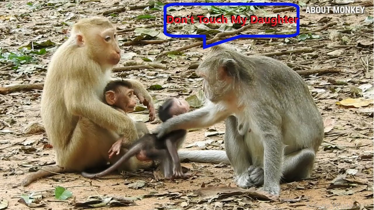 Young Mom Monkey Rose Really Love Cute Baby Monkey Jinx But She Still Afraid Mom Monkey Jade Attack