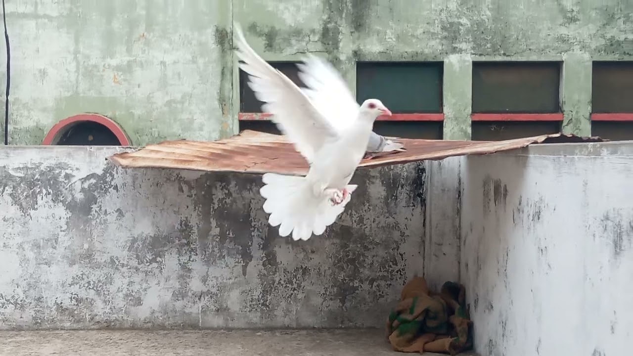 अजय देवगन कबूतर को ऊपर नीचे कैसे करें # अभिषेक की फट गई#कबूतर भाग गया #allnewkabootartips 