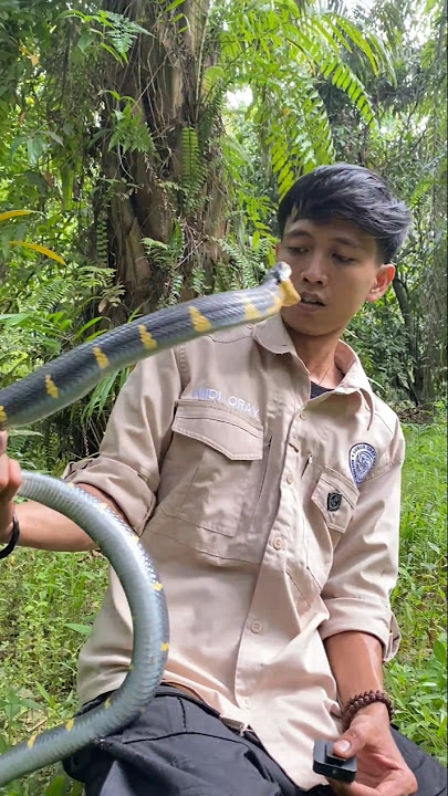 the appearance of a poisonous mangrove snake