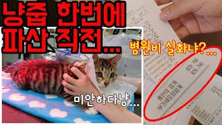 He took the rescued cat to the hospital and went bankrupt.