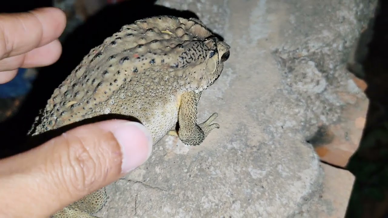 Video Toad frog at night. 