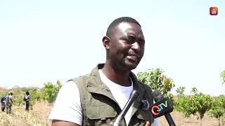 Pina Gambia Plants First Batch Of Gambian Princess Pineapple At Partner Farm In Bori