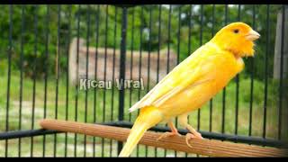 Cukup 8 Menit Masteran Kenari Ngroll Rapat l Bikin Kenari Muda Cepat Bunyi...