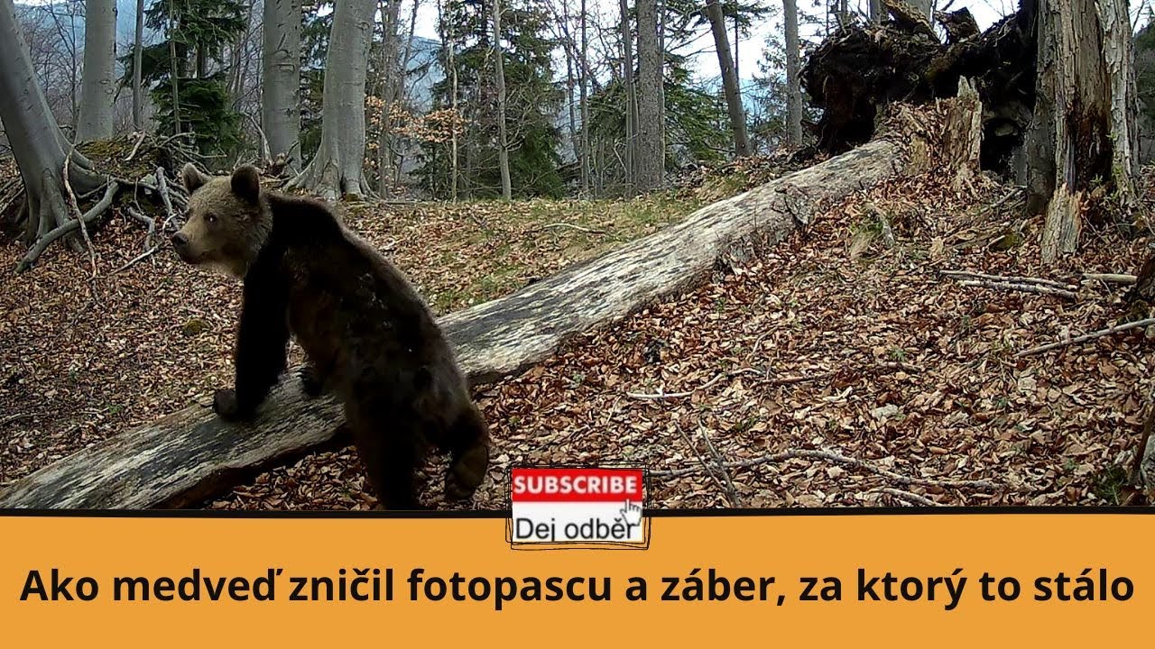Ako medveď zničil fotopascu a záber, za ktorý to stálo 🐻🗡🎥