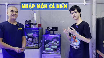 [Part 1] Kinh nghiệm cho newbie khi nhập môn Cá Biển/ Some facts before indulging in marine fish