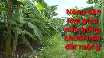 Nông dân làm giàu nhờ trồng chuối trên đất ruộng