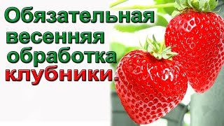 Обязательные весенние обработки клубники. От всех вредителей и болезней.