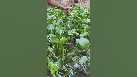 Câu cá Rô Đồng Dính Cả ổ #câucárôđồng #shorts