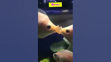 Да, вам кажется, что рыбки целуются, но на самом деле - это борьба самцов #поцелуй #shorts  #рыбки
