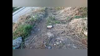 Drums of Drakkar- Amoebacrew